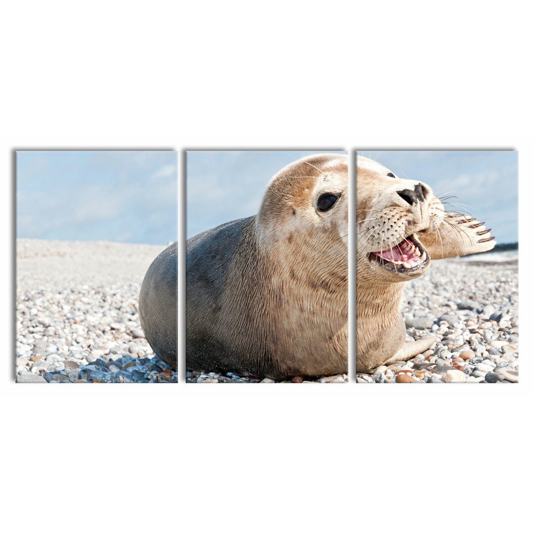 3-tlg. Leinwandbilder-Set Süße Robbe auf Steinstrand