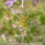 Ensemble d’ornement 6 pièces hummingbird Pompey