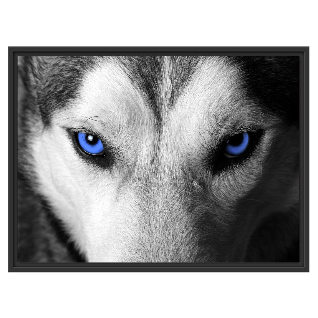 Gerahmtes Wandbild Husky mit Augen