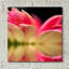 «Gerbera Daisy Reflection» par Pamela Plummer-311657916