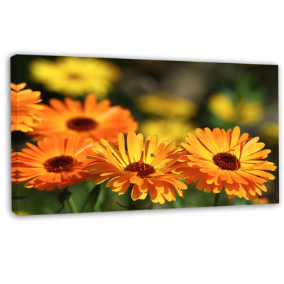 " Blooming Orange Marigold Flowers "