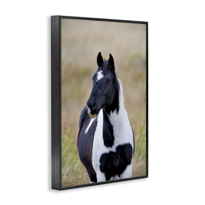 Black & White Foal Framed Giclee Art by Dennis Frates