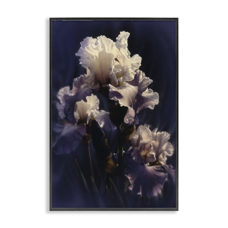 Gros plan de l'iris mauve, estampe numérique, conception de Collin Bogle, H 18 po x l 12 po, Giclée encadrée noir minuit