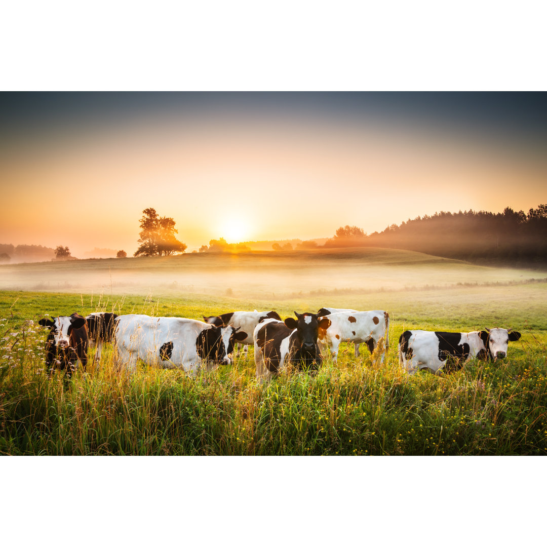 Kühe und Sonnenuntergang - Nebelige Hügellandschaft von Konradlew - Drucken