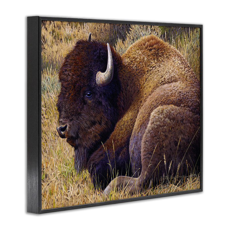 «Relaxing Young Bison», estampe numérique par Rod Lawrence, H 11 po x l 14 po, Giclée encadrée noir minuit