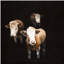 Party Animals Print by GI Lab-26761753-26761756