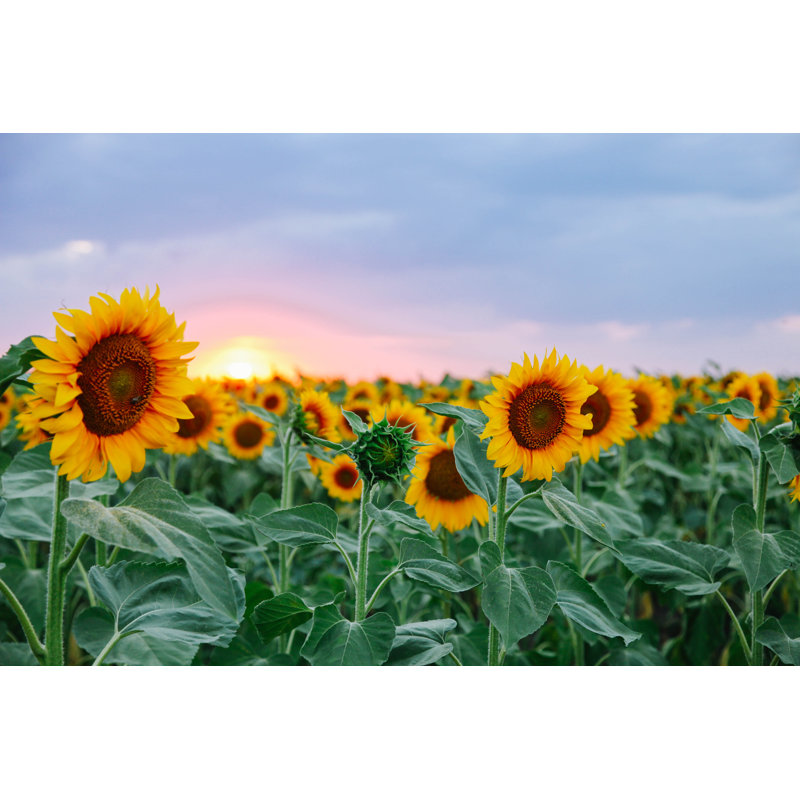 Field of sunflowers 1 Piece Wrapped Canvas Wall Art, 81cm H x 122cm W x 3.8cm D