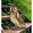 Long Eared Owl 14"