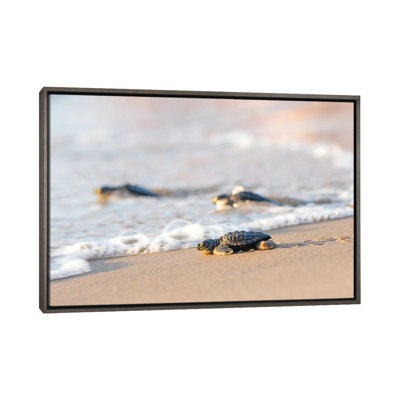 " Kemp's Ridley Sea Turtle Hatchling I " by Larry Ditto
