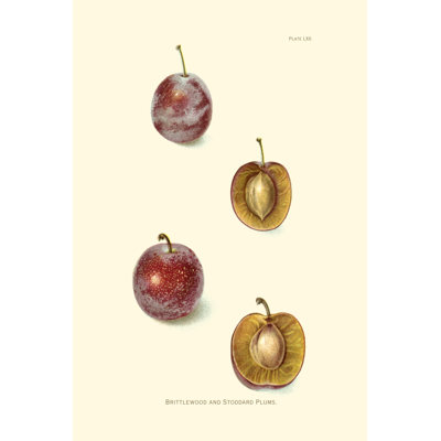 Plums II - Wrapped Canvas Painting