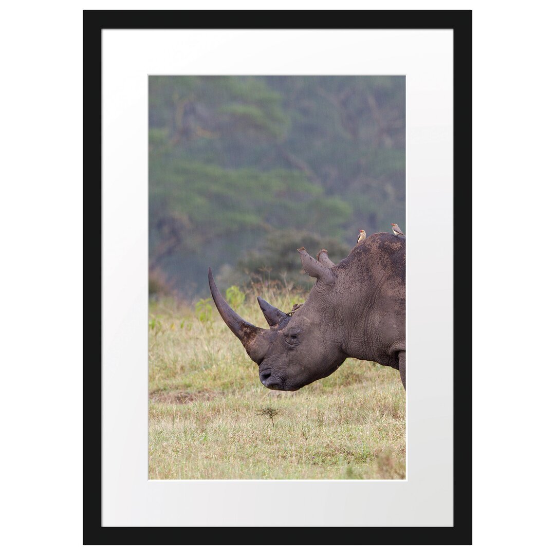 Großes Nashorn in der Savanne Gerahmter Fotokunstdruck