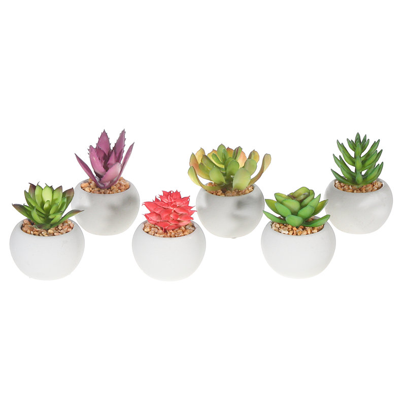 Centre de plantes succulentes en pot