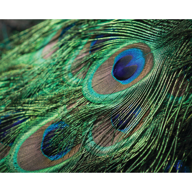 Plumes de paon - reproduction de photo sur toile tendue, H 24 po x l 36 po