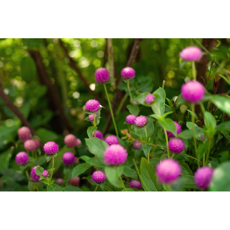 Shakespeare Garden Clover - Picture Frame Photograph on Paper , 28.5" H x 40" W, Black Framed