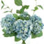 Hydrangea Arrangement In A Clear Glass Vase