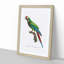 Great Military Macaw Parrot by F. Levaillant - Picture Frame Painting Print-55575408-55575407