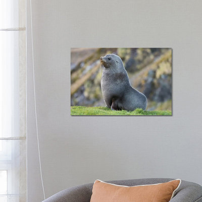 Antarctic Fur Seal (Arctocephalus Gazella) Bull. South Georgia Island by Martin Zwick - Wrapped Canvas Print