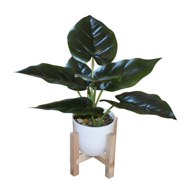11'' Diaz Pothos Plants In Wooden Stand