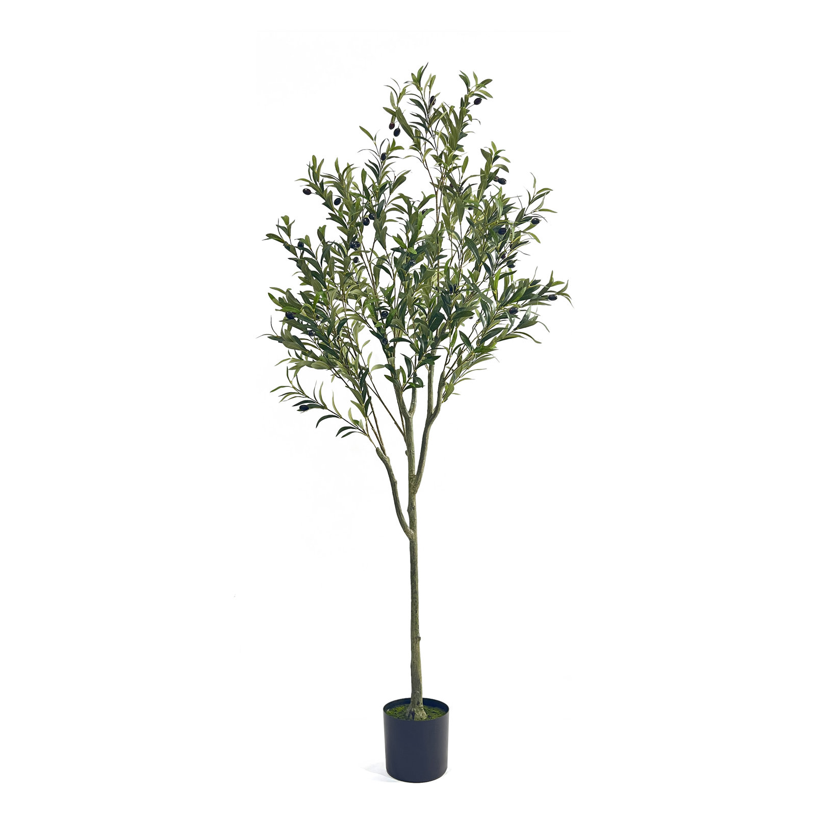 Aarav Olive Tree in Pot, 71" H x 27" W x 27" D