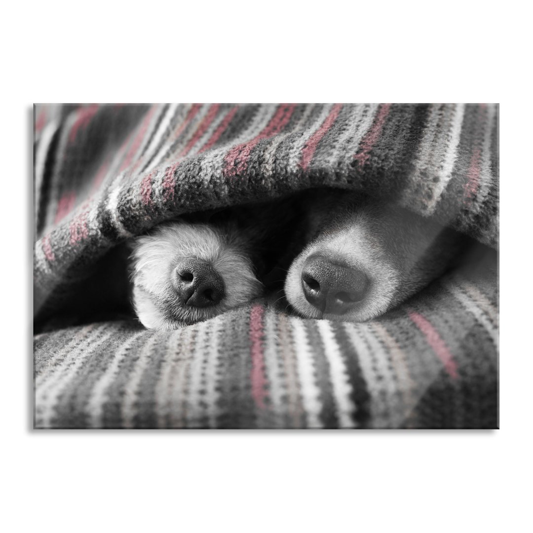 Dog Snouts Under a Blanket - Unframed Photograph on Glass