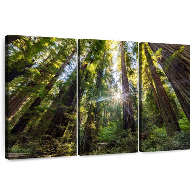 Harnek Jedediah Smith Redwoods At Sunrise III
