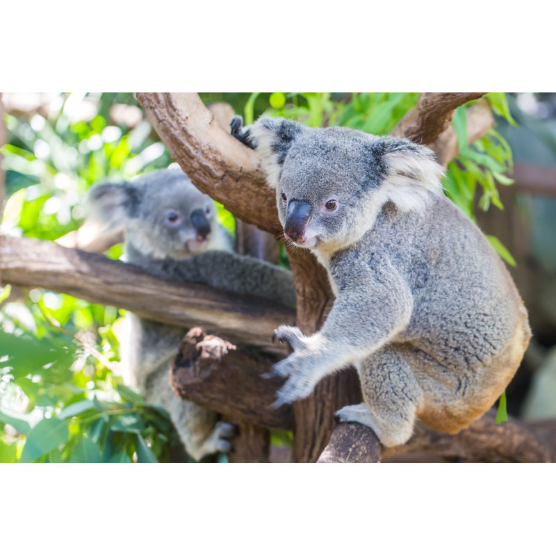 Koala - photographie sur toile tendue, H 8 po x l 12 po