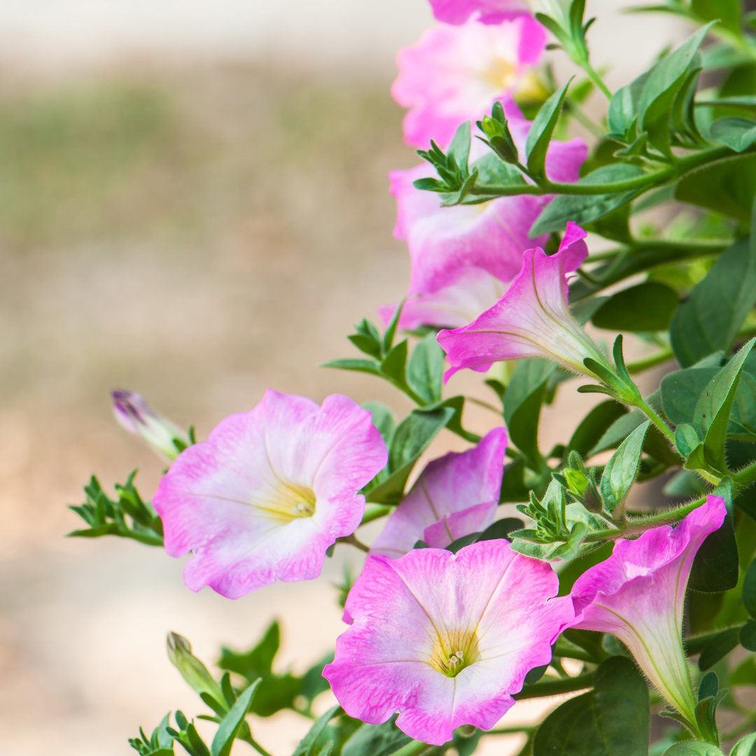 Petunien Blumen von Peangdao - Foto auf Leinwand