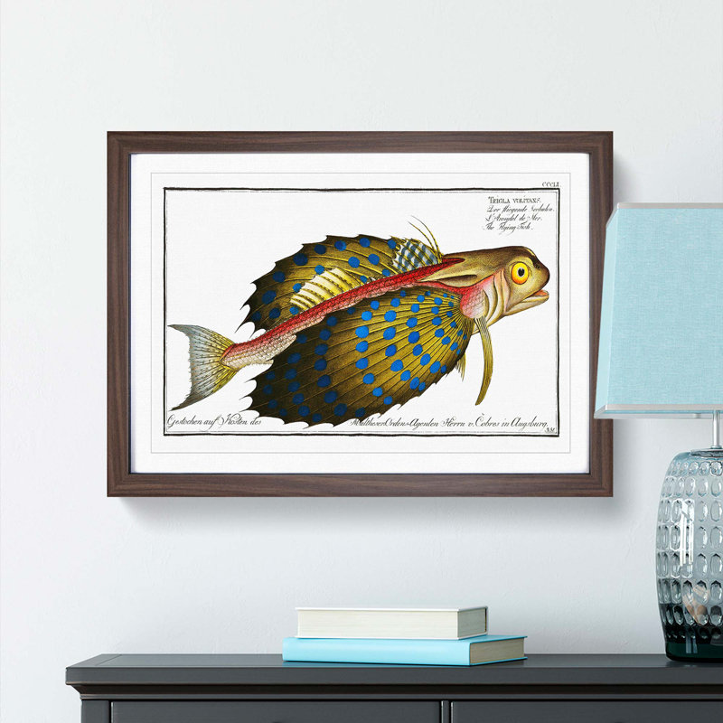 Flying-Fish by M.E. Bloch - Framed Print, 35cm H x 50cm W x 2cm D, Walnut