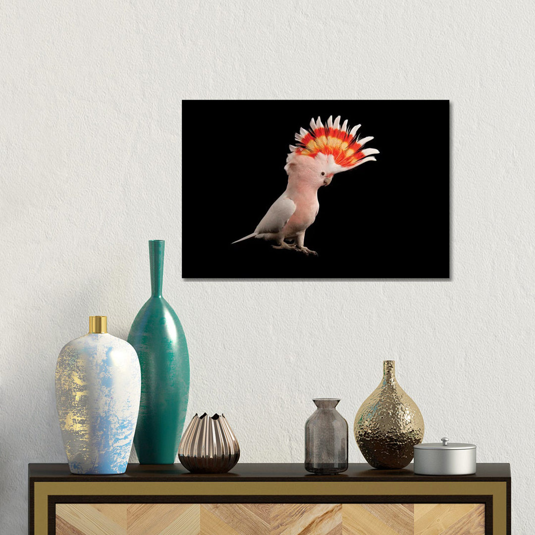 A Major Mitchell's Cockatoo At Parrots In Paradise von Joel Sartore - Gallery-Wrapped Canvas Giclée on Canvas