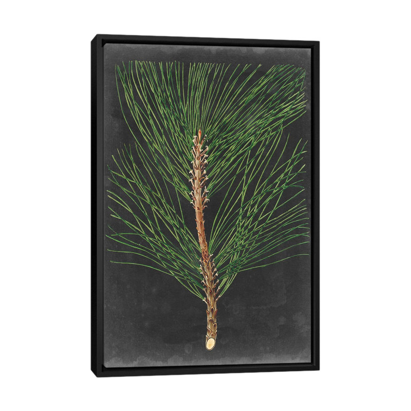 «Dramatic Pine I», impression sur toile, H 26 po x l 18 po x P 1,5 po, Toile encadrée noire, Pas de tapis