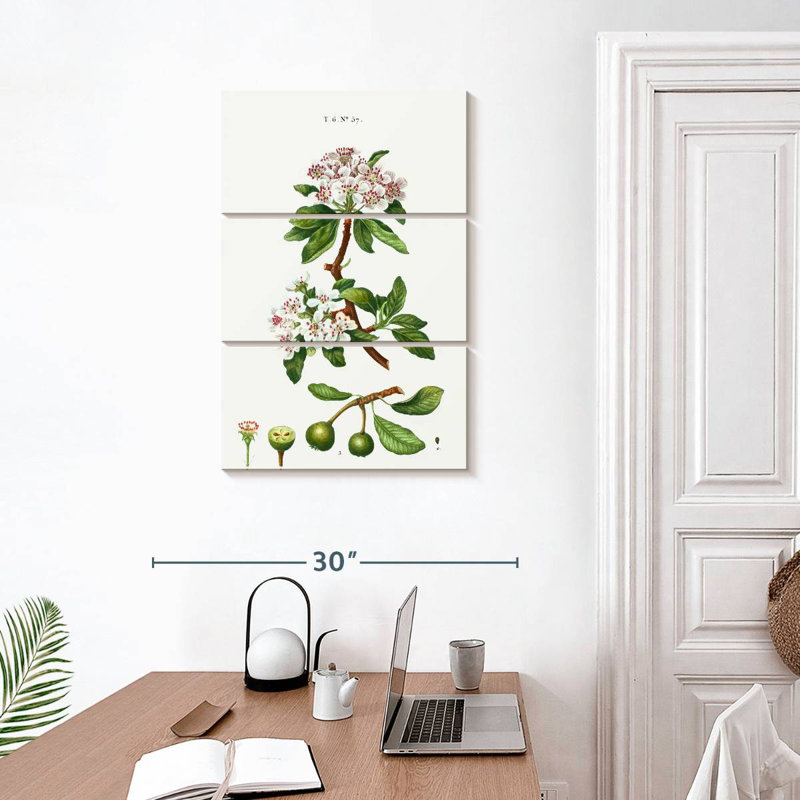 Poire à feuilles d'amande Keiri, H 32 po x l 20 po