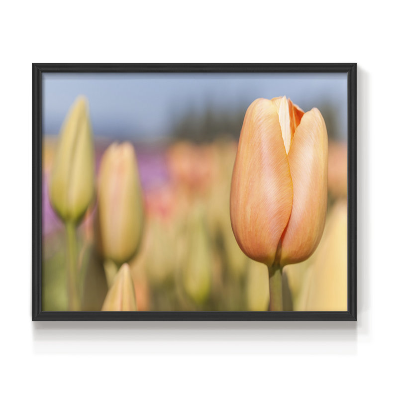 S'ouvrir au soleil - Reproduction encadrée - Restickable, H 11 po x l 14 po, Noir, noir, noir, noir