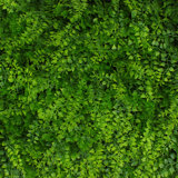 2'' Faux Hedge