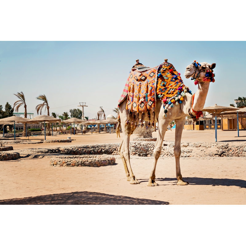 Camel Standing To His Full Height, Using ForTourist Trips To Hurghada, Egypt - Wrapped Canvas Print, 50.8cm H x 76.2cm W