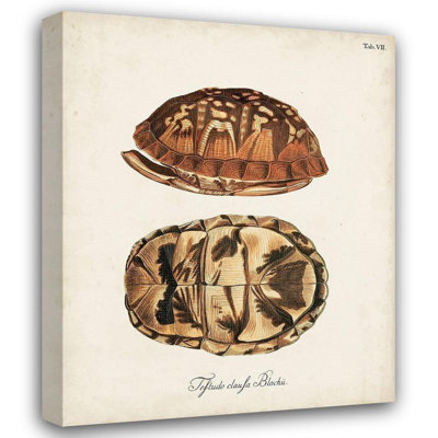 «Rosecliff Heights», art sur toile tendue, tortues antiques et coquillages III