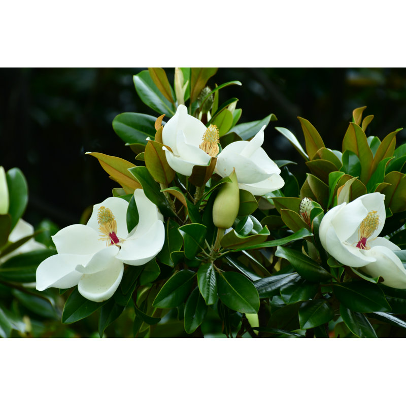 Magnolia grandiflora / fleur de magnolia du Sud par Magicflute002, H 12 po x l 18 po