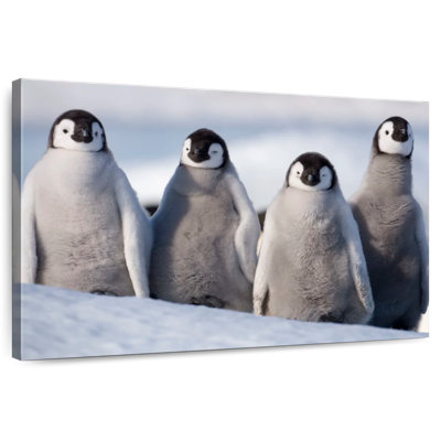 Emperor Penguin Chick Waddle