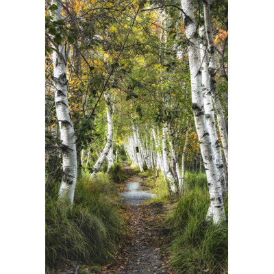 " Birch Path I " by Danny Head