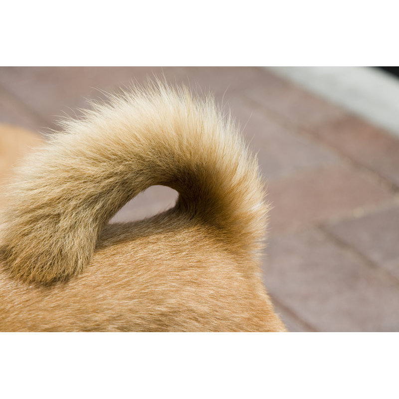 Dog 104263863, 51cm H x 76cm W
