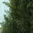 Adcock Artificial UV Resistant Cedar Topiary Trees, Faux Cypress Plants with Solar Light String-416030202-412024369