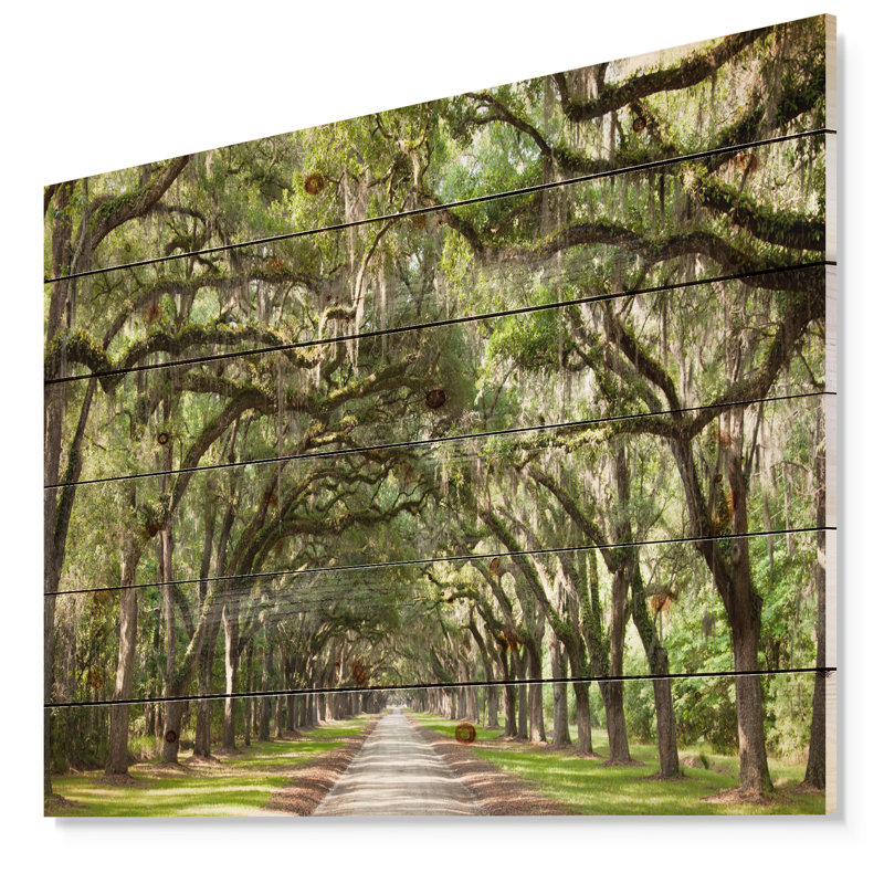 Live Oak Tunnel - Imprimé, H 36 po x l 46 po x P 0,78 po, Bois sans cadre