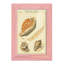 Coquilles de martini antique III sur papier-2027799082-2027799058
