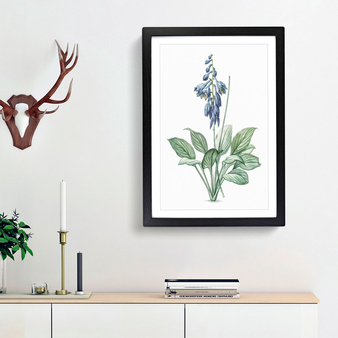 Daylily Flowers by Pierre-Joseph Redoute - Picture Frame Painting Print