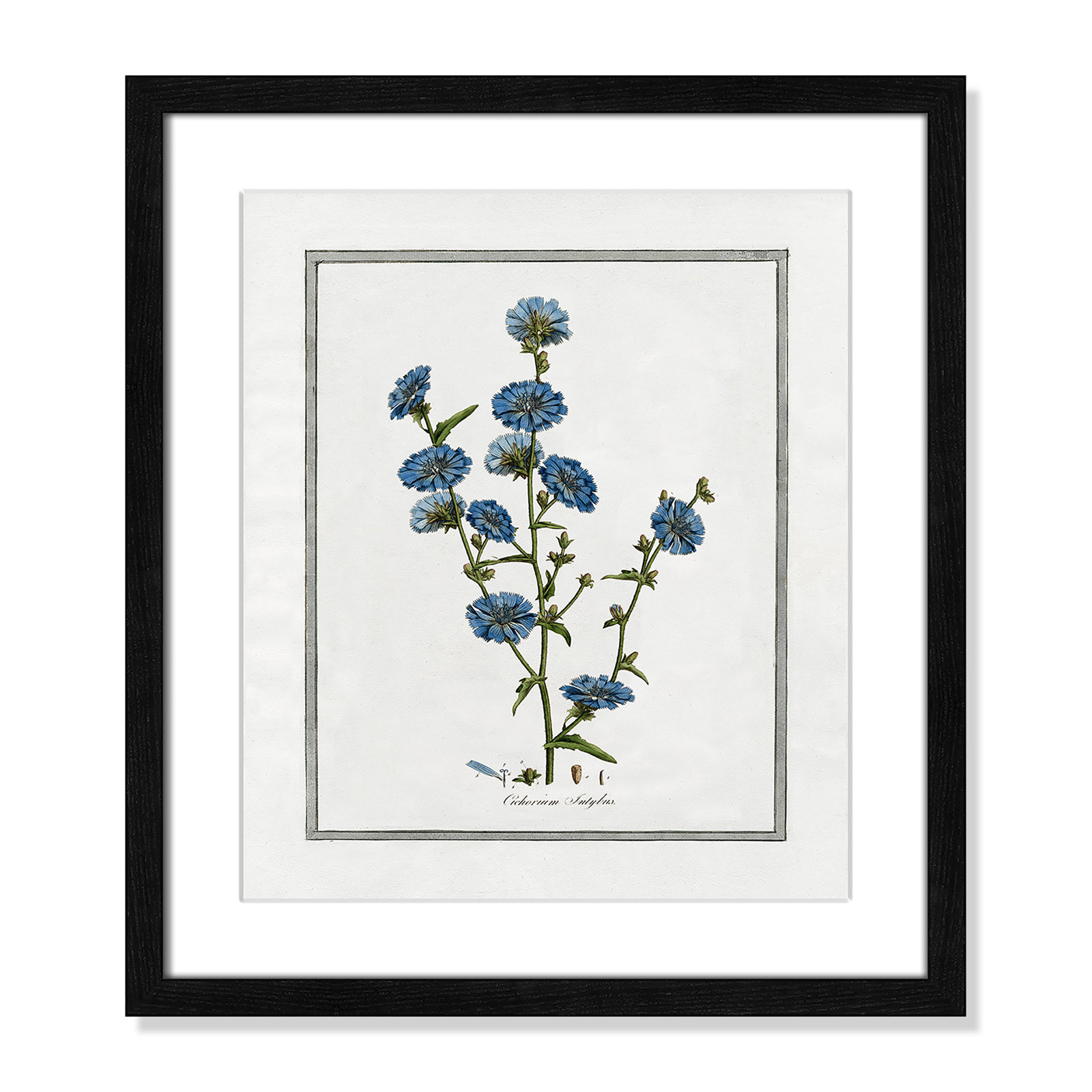Colombe "Soft Botanical I" Print, Black Framed, 13" W x 15" H