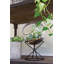Terrarium Boolia-1237005830