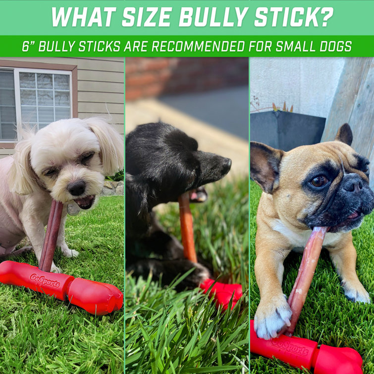 https://assets.wfcdn.com/im/68280172/resize-h755-w755%5Ecompr-r85/2275/227507558/GoSports+Chew+Champ+Bully+Stick+Holder+for+Dogs+-+Securely+Holds+Bully+Sticks+to+Help+Prevent+Choking.jpg