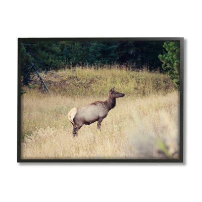 Wild Elk Nature Grove Photography Black Framed Giclee Art By Stede Bonnett -  Stupell Industries, au-377_fr_11x14
