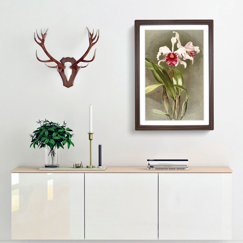 Magnolia Flowers Illustration Tab. 48 by Frederick Sander - Picture Frame Painting Print, 50cm H x 35cm W x 2cm D, Walnut