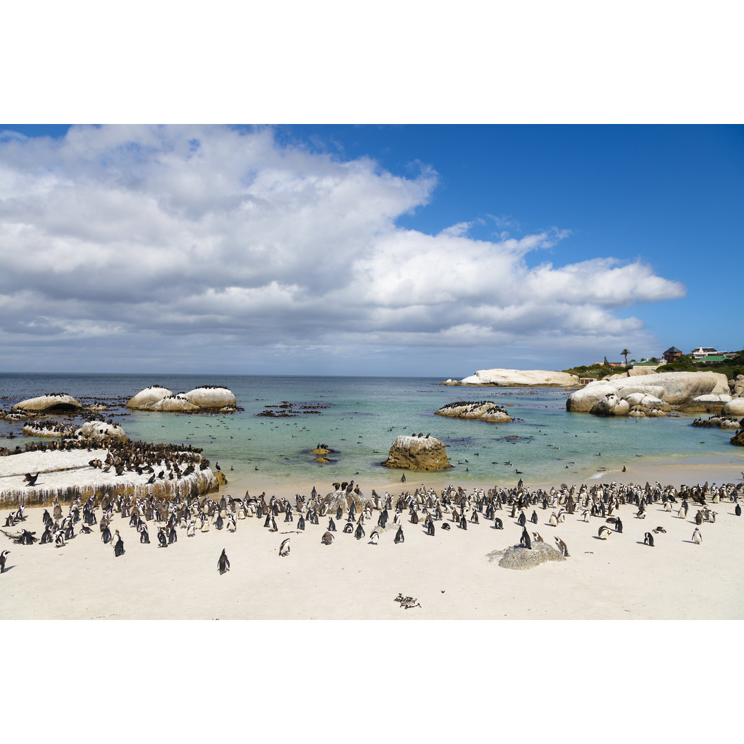 Leinwandbild African Penguins