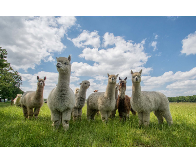 Wrapped Canvas Print, 81.28 cm H x 121.92 cm W
